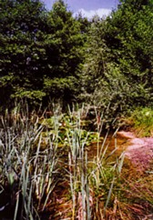 Das Biotop im Aalbek-Park